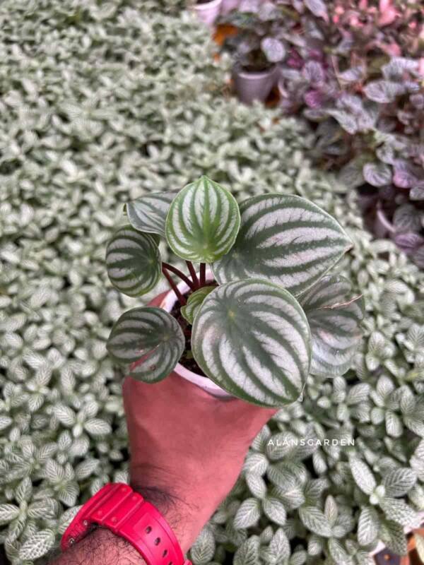 Watermelon Peperomia - Image 2