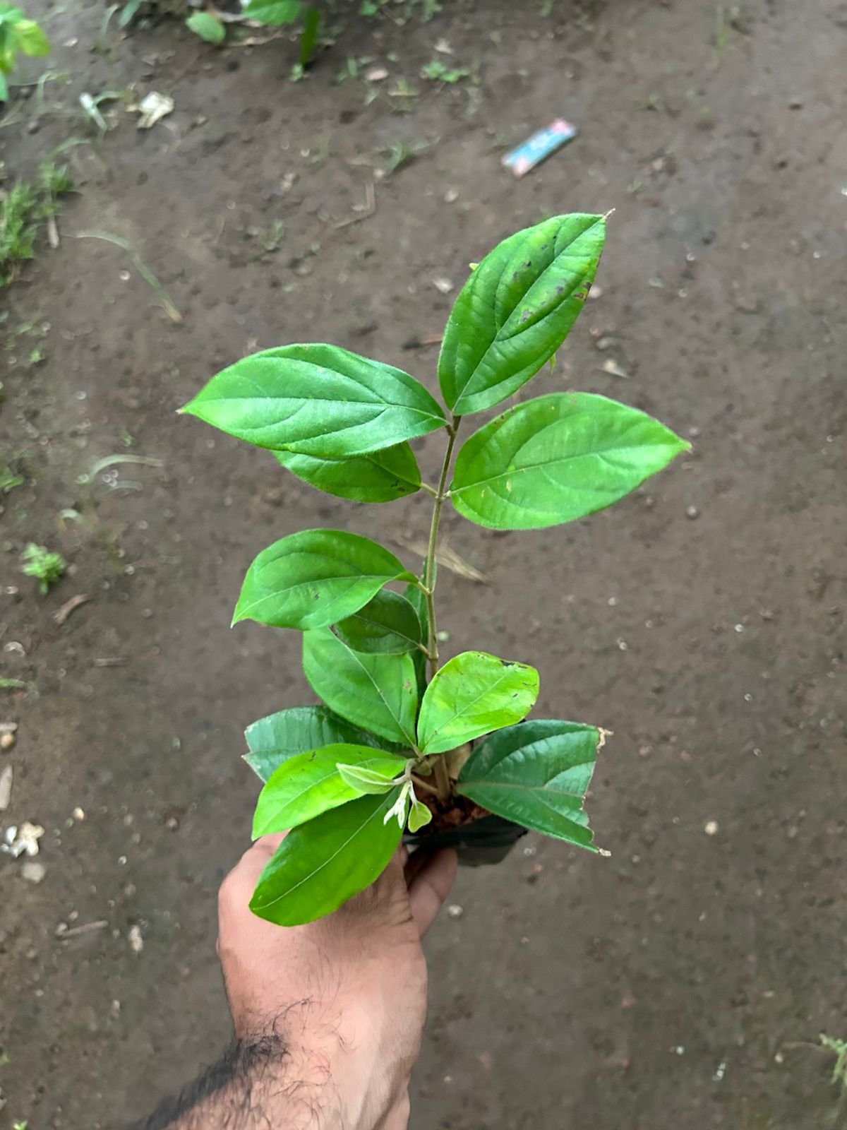 Congea - Petrea pink - Image 4