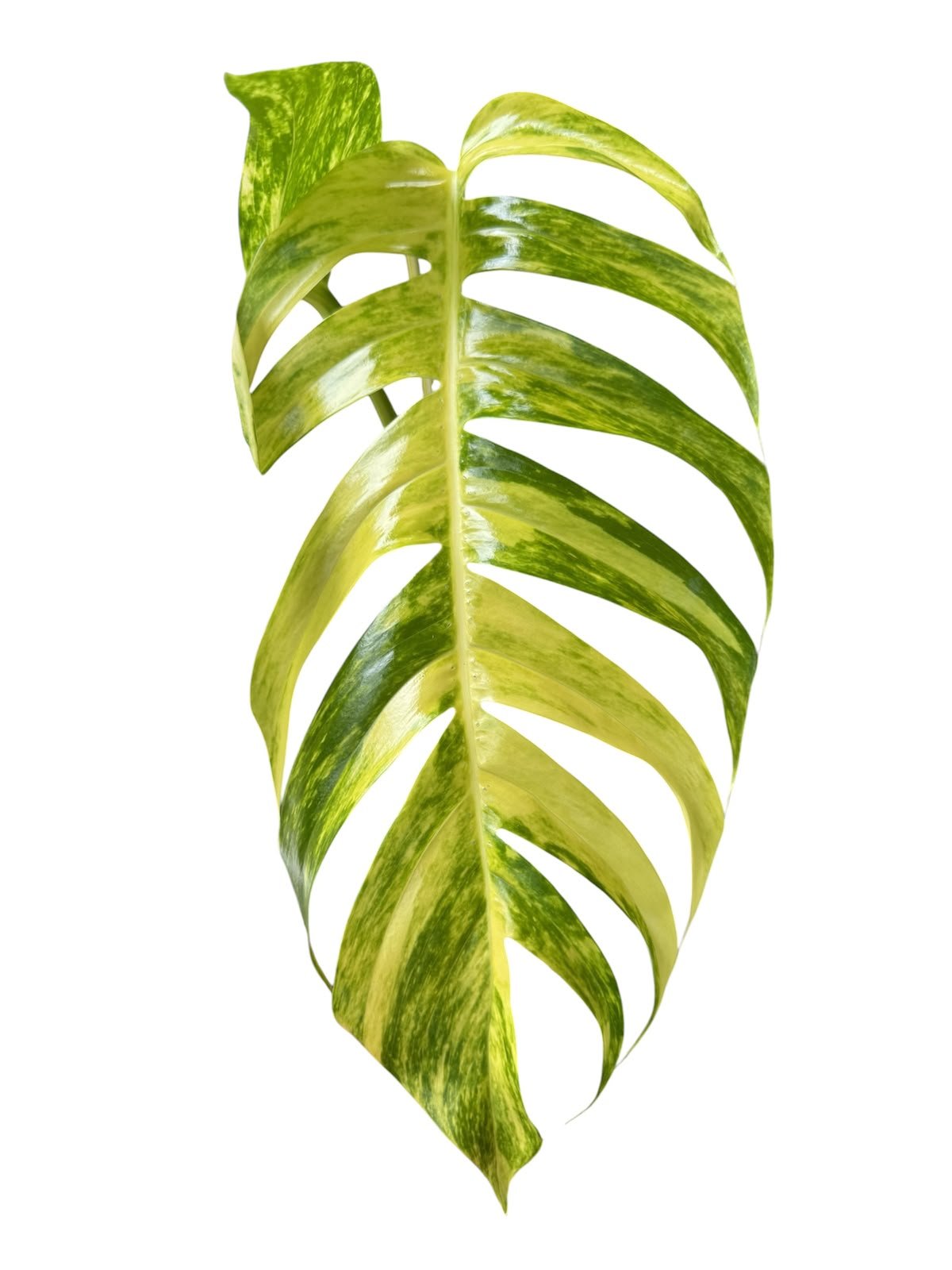 Epipremum pinnatum Golden Flame - Image 3