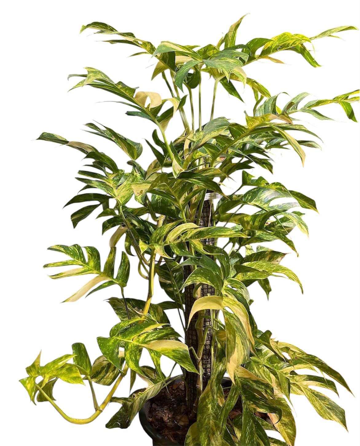 Epipremum pinnatum Golden Flame