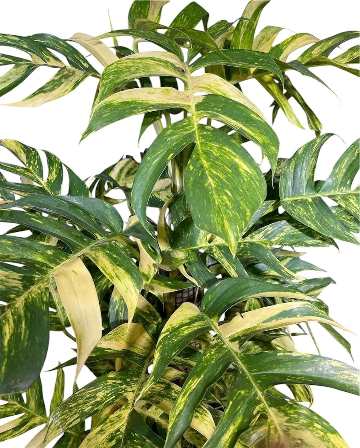 Epipremum pinnatum Golden Flame - Image 2
