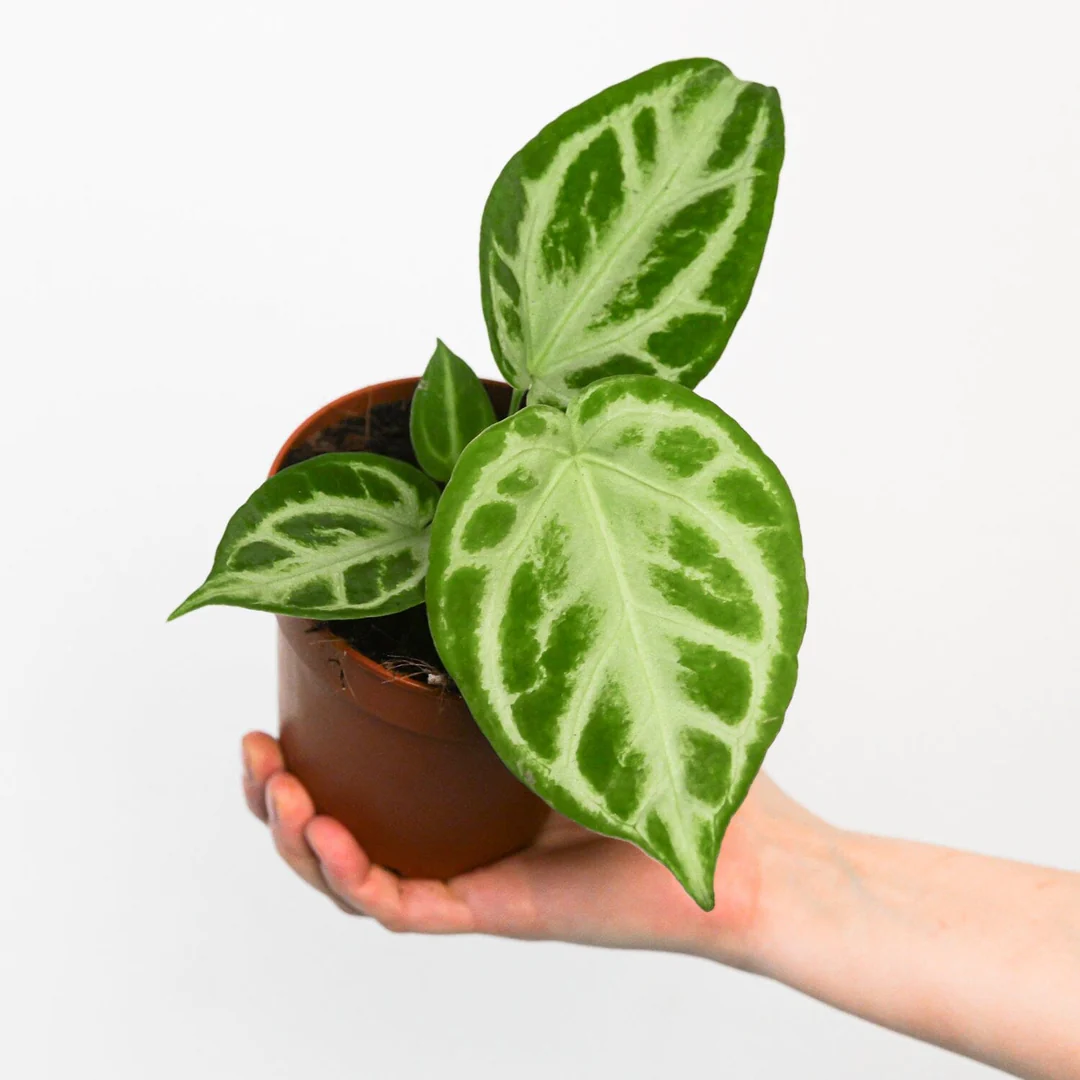 Anthurium Silver Blush