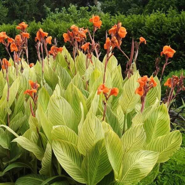 Canna Lily Varigated
