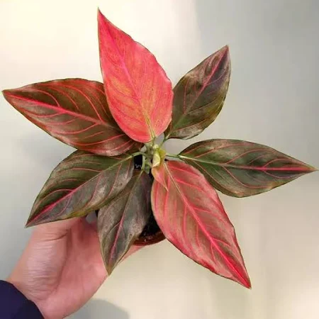Aglonema Red Vein