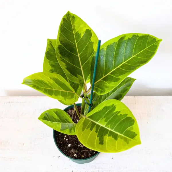Rubber Plant Golden Varigated