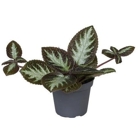 Episcia Silver Sheild