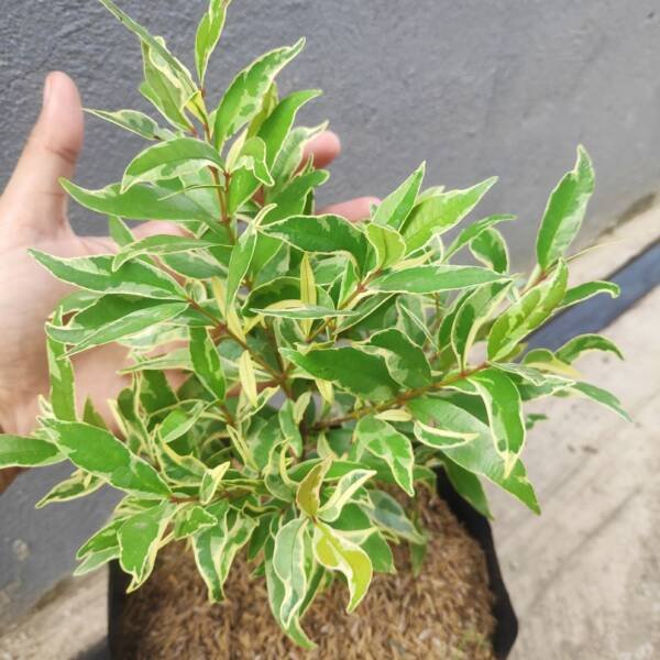 Euginia Varigated