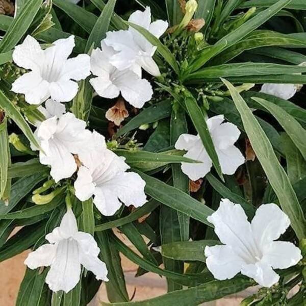 Mexican Petunia White