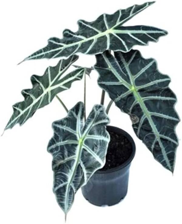 Alocasia Polly