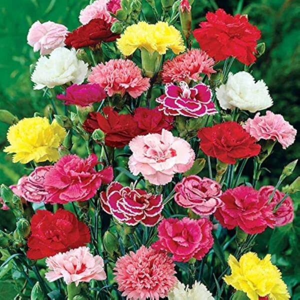 Carnation Seeds