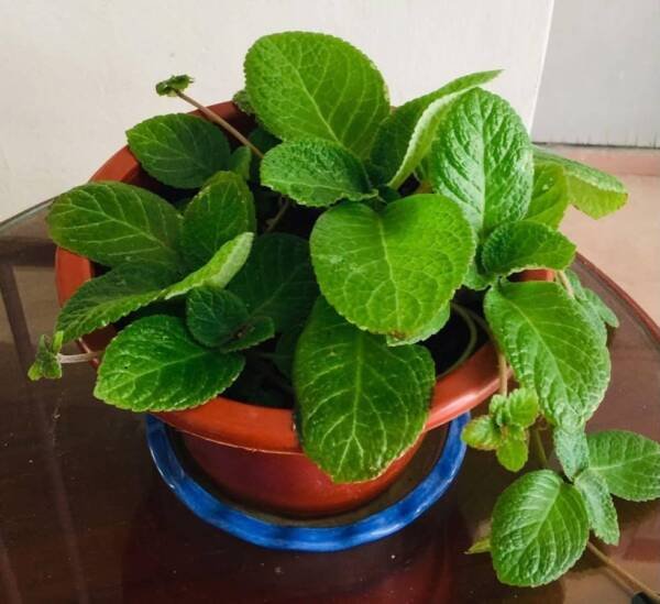 Episcia Moss Agate Green
