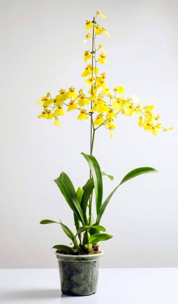 Dancing Girl Orchid