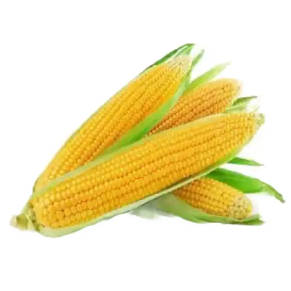 Sweet Corn - F1 Hybrid