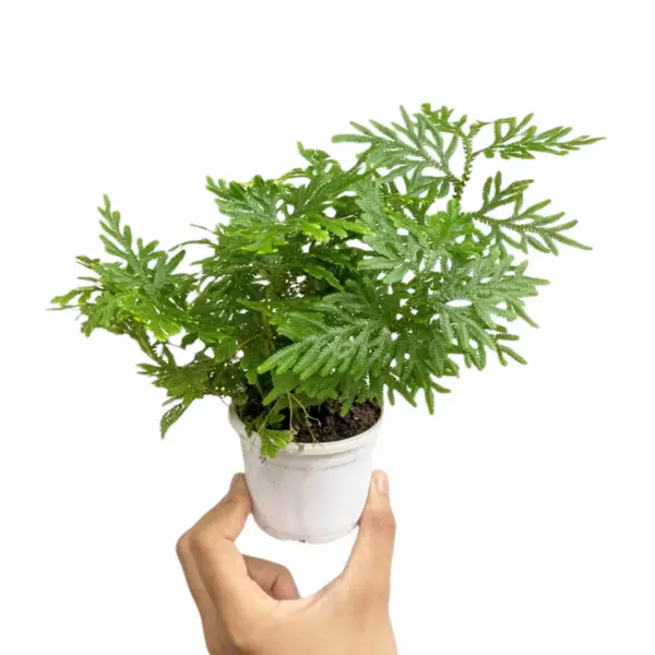 Salaginella Plana Fern