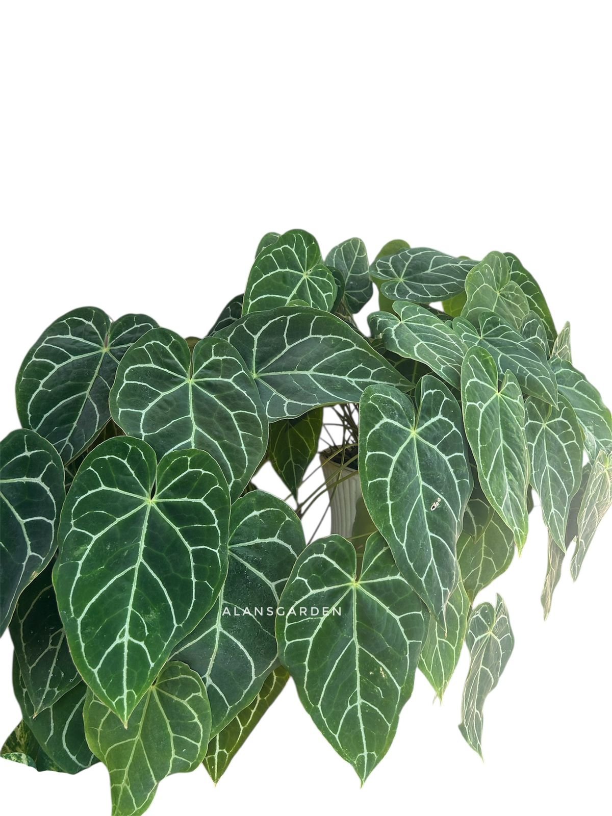 Anthurium Crystallinum Miniature - Image 4