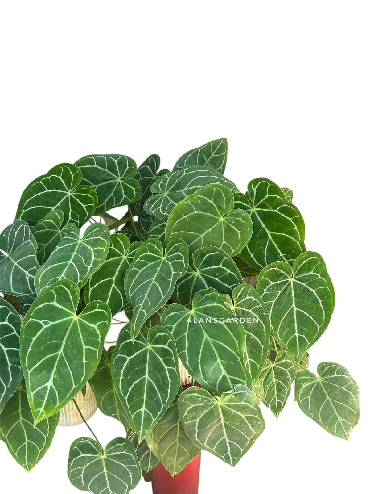 Anthurium Crystallinum Miniature - Image 2