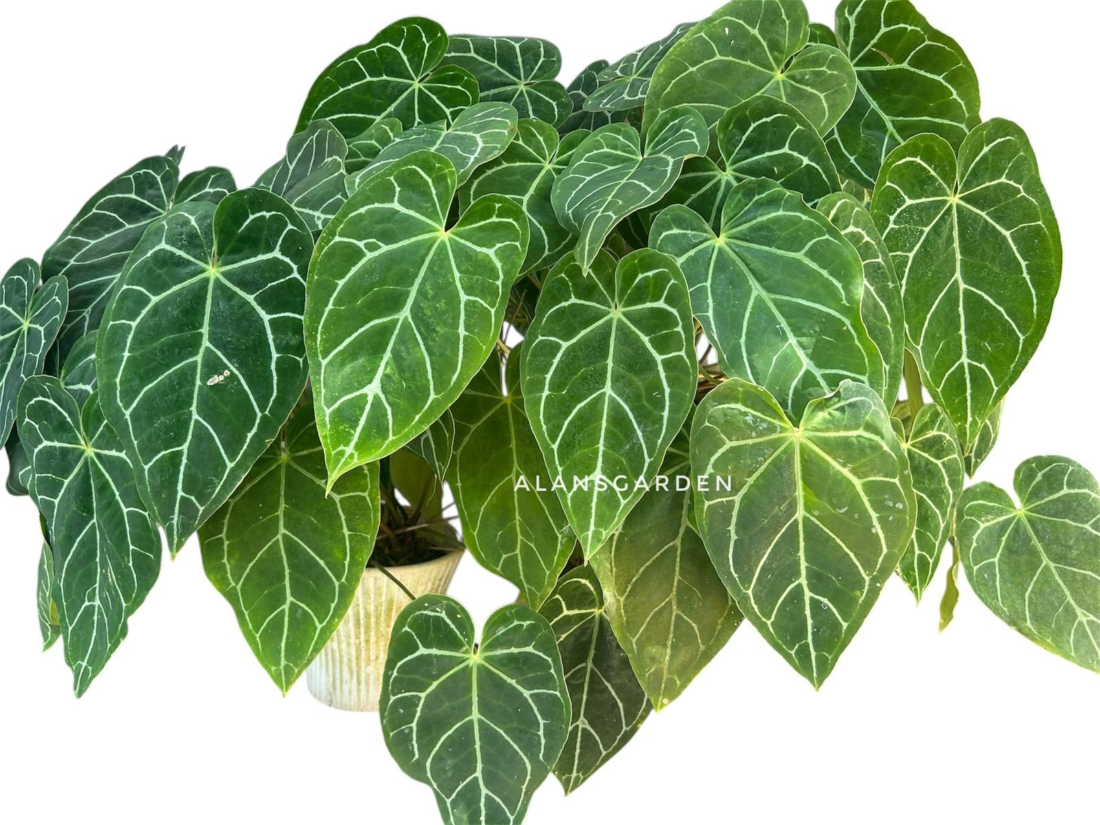 Anthurium Crystallinum Miniature