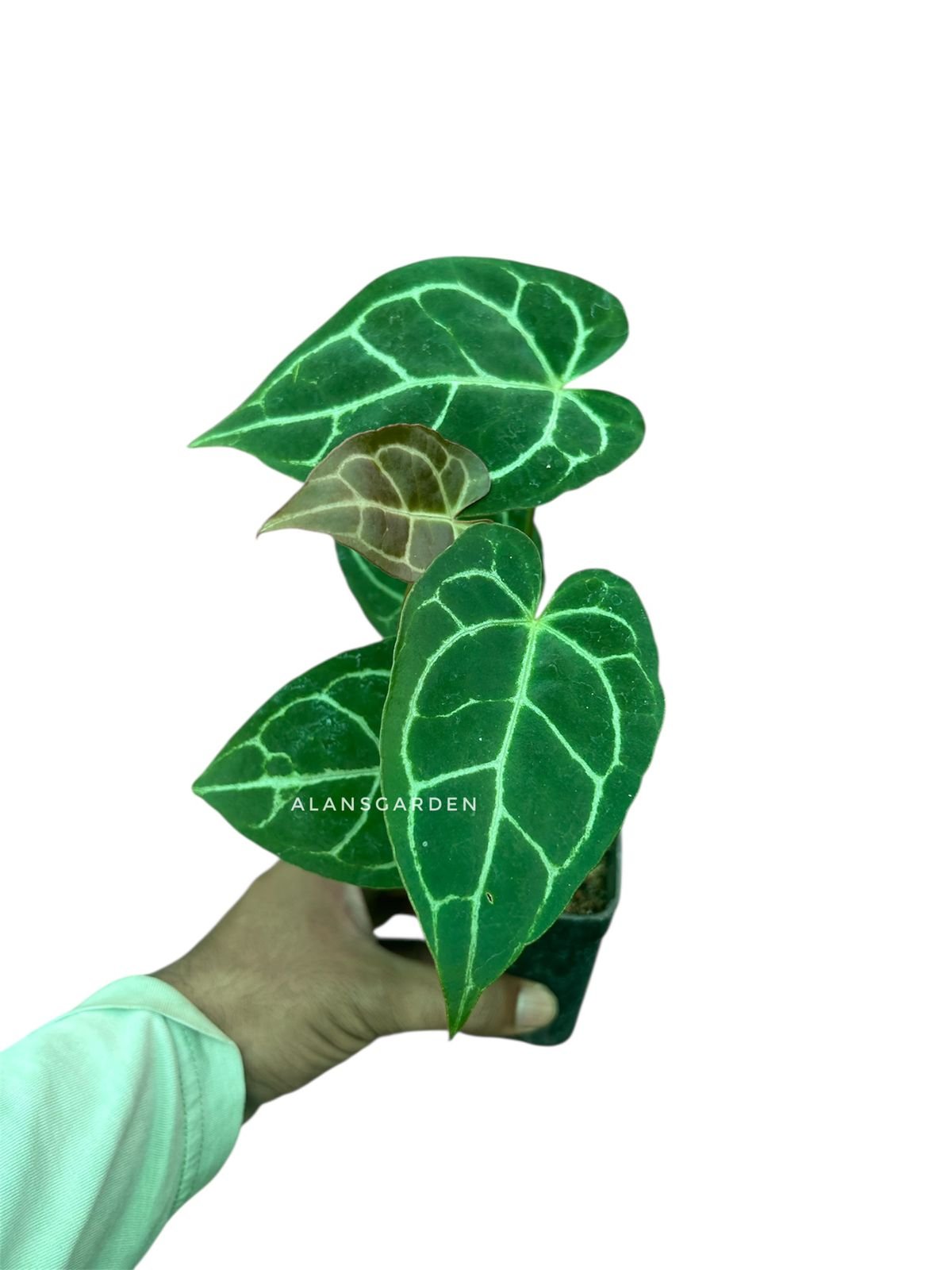 Anthurium Crystallinum Miniature - Image 5