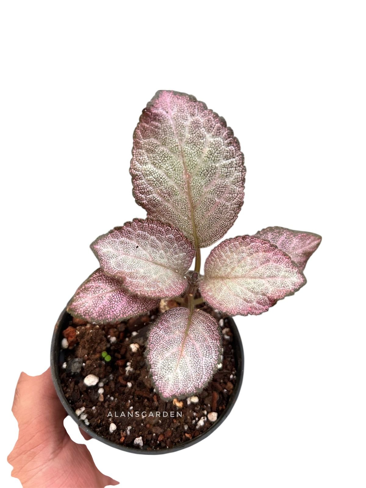 Episcia Pink Pearl - Image 2
