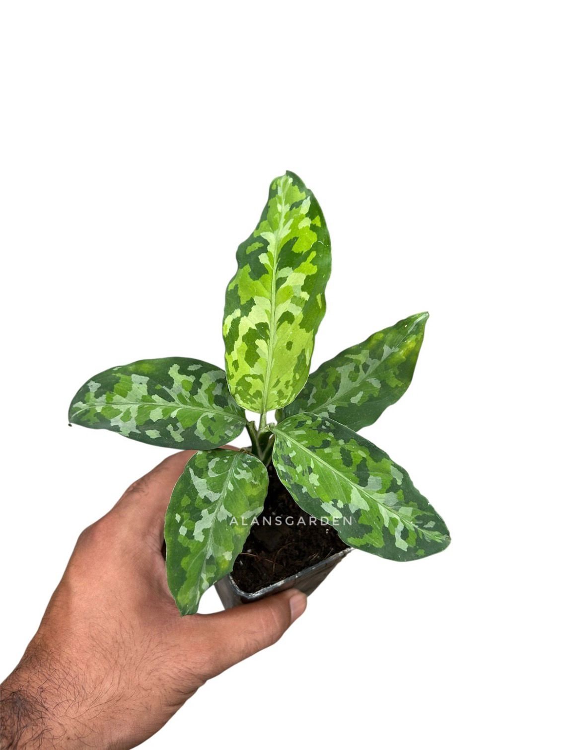 その他観葉植物 Aglaonema pictum Aglonema Pictum Tri colour - Alans Garden