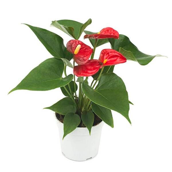 Anthurium Red miniature