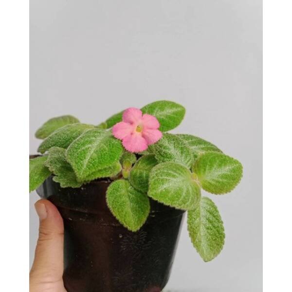 Episcia lilemon
