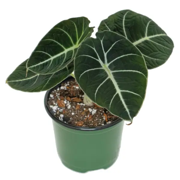 Alocasia Black Velvet