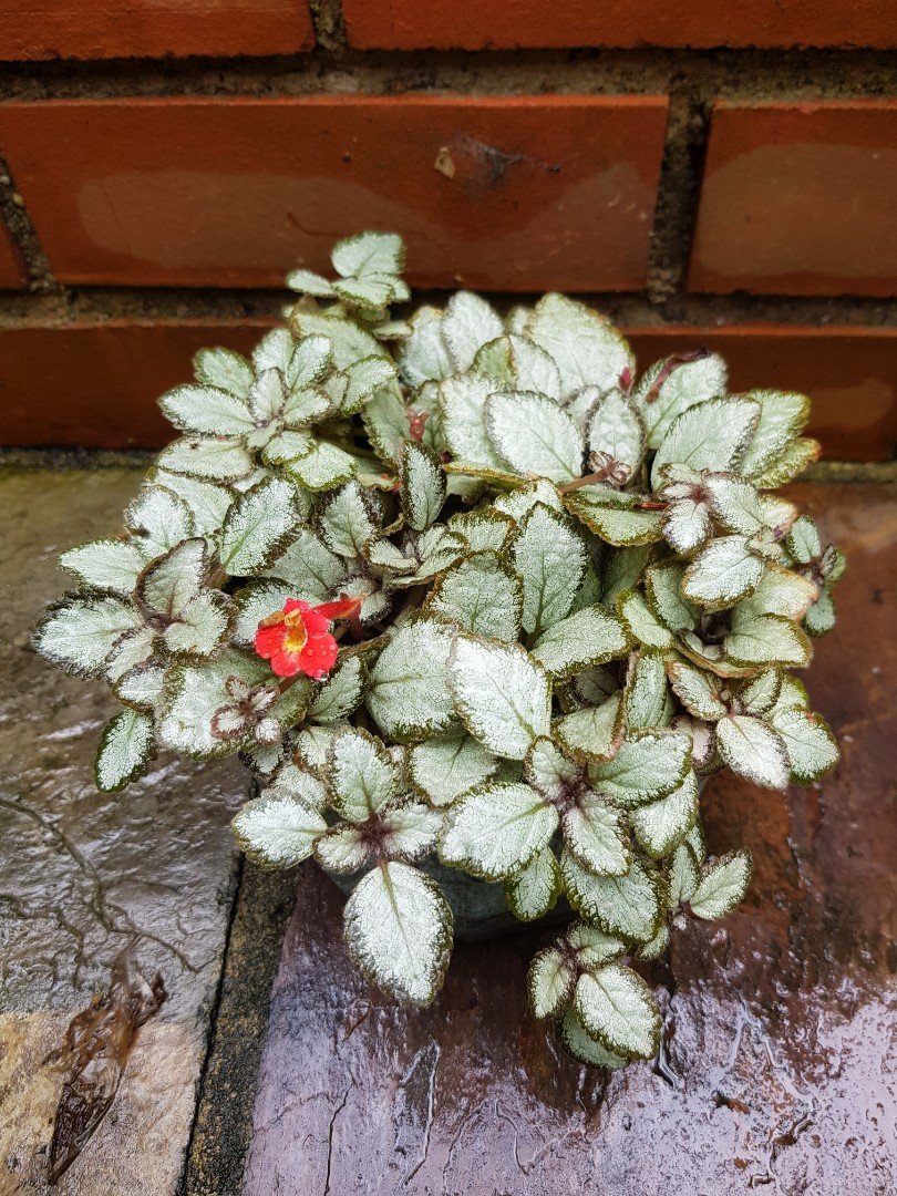 Episcia Silver Skies