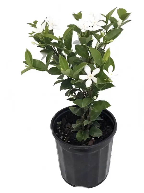 Srilankan Jasmine