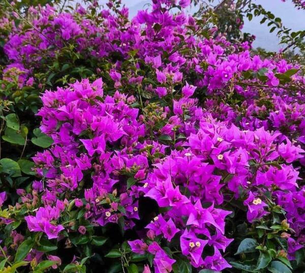 Purple Star Bougainvillea