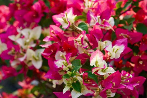 Three Star Bougainvillea