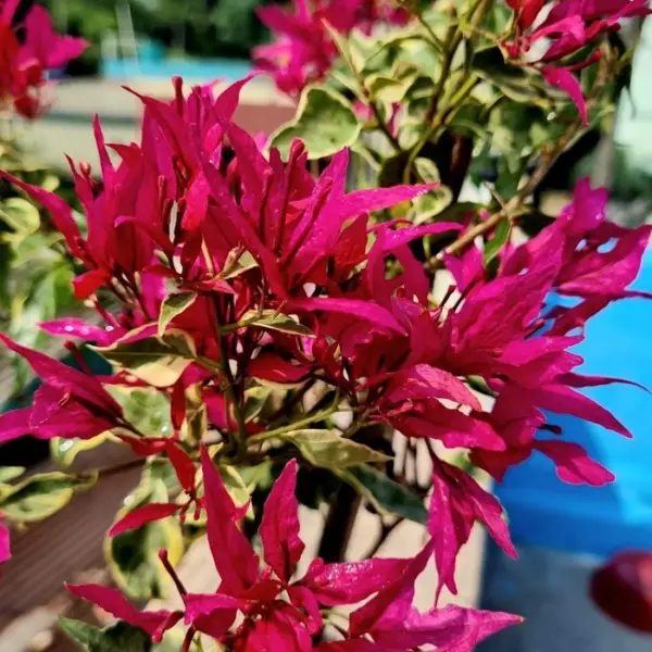 Butterfly Red Bougainvillea