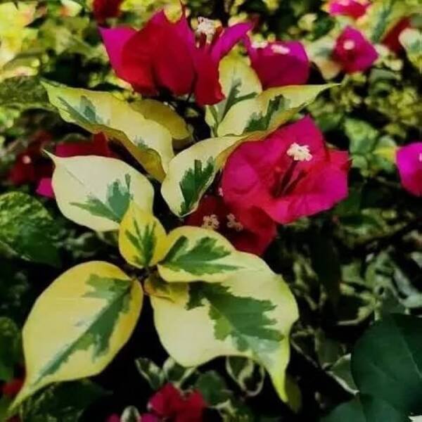 Royal Dolphin Bougainvillea
