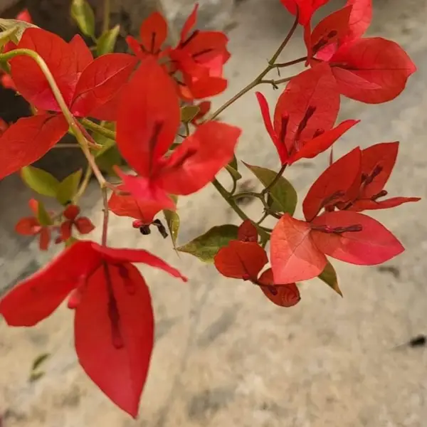 Palakar Bougainvillea