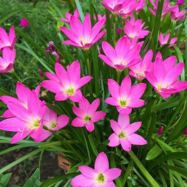 Rain lilly Pink