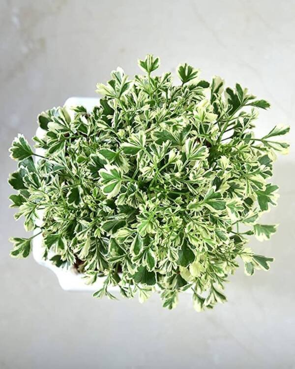 Arelia Varigated miniature