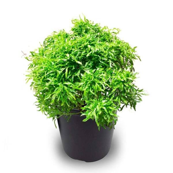 Ball Arelia Green