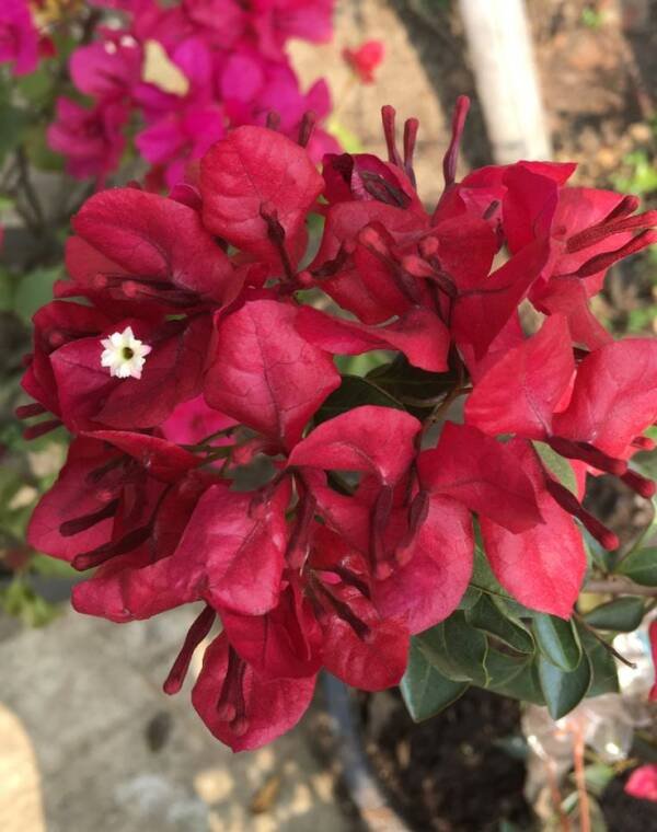 Monalisa Red Bougainvillea