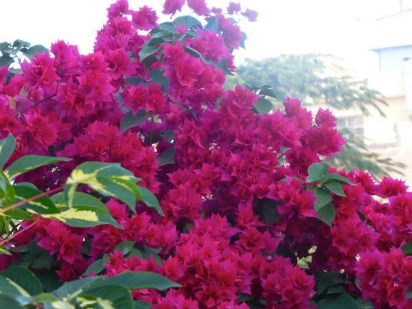 Mohan Bougainvillea