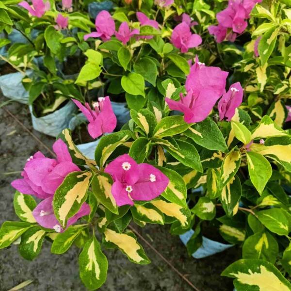 Bougainvillea Thima