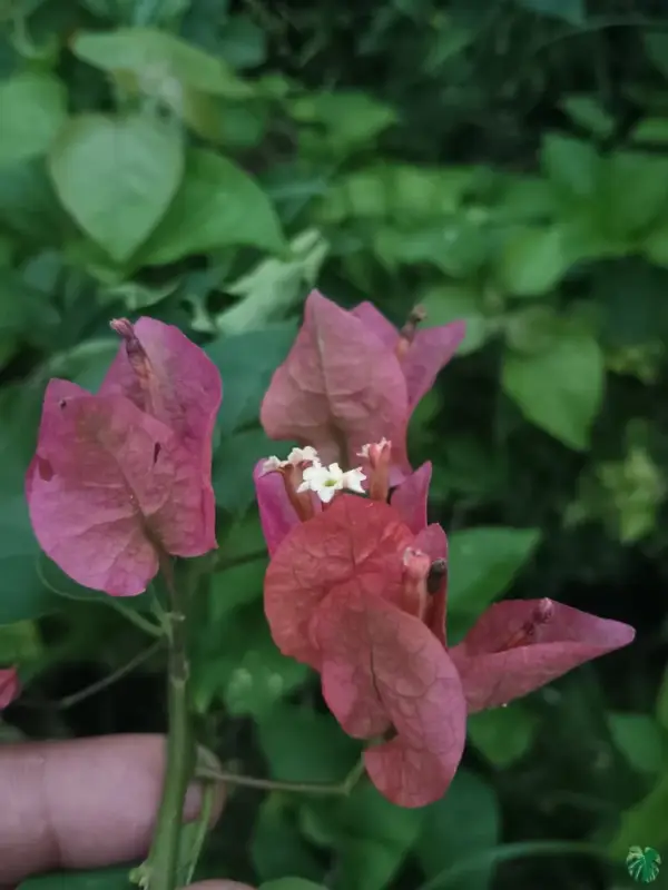 Chocolate Pink Bougainvillea