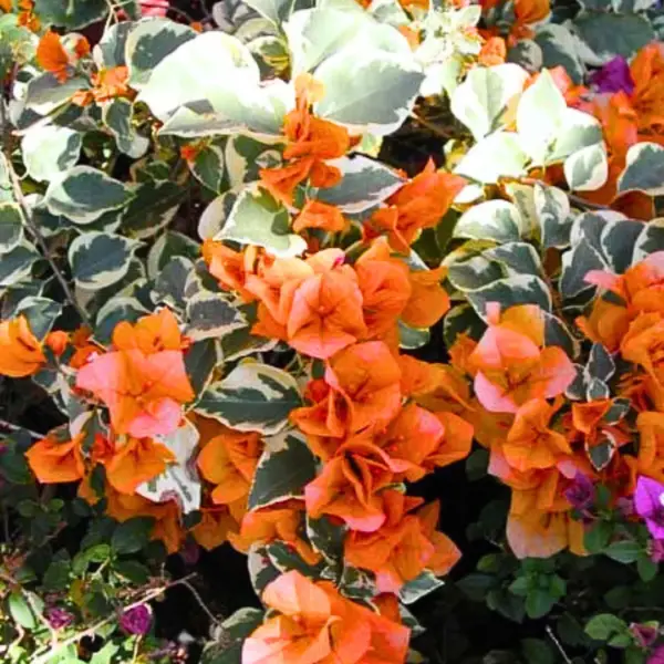 Dr Roa Orange Bougainvillea
