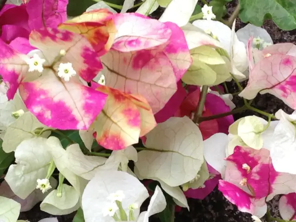 Chithra Cream Bougainvillea