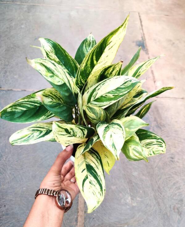 Calathea Charlie