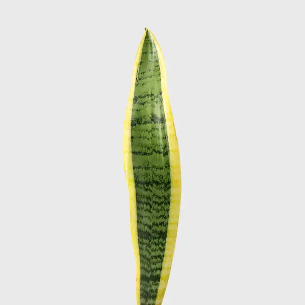 Sansilveria Yellow Long Leaf - Image 2