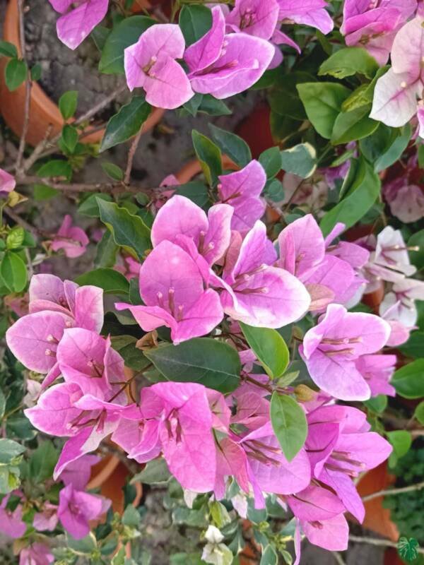 Splash Bougainvillea