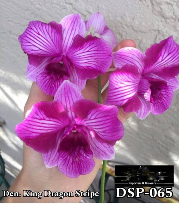 Dendrobium Miniature orchid (DSP-065)