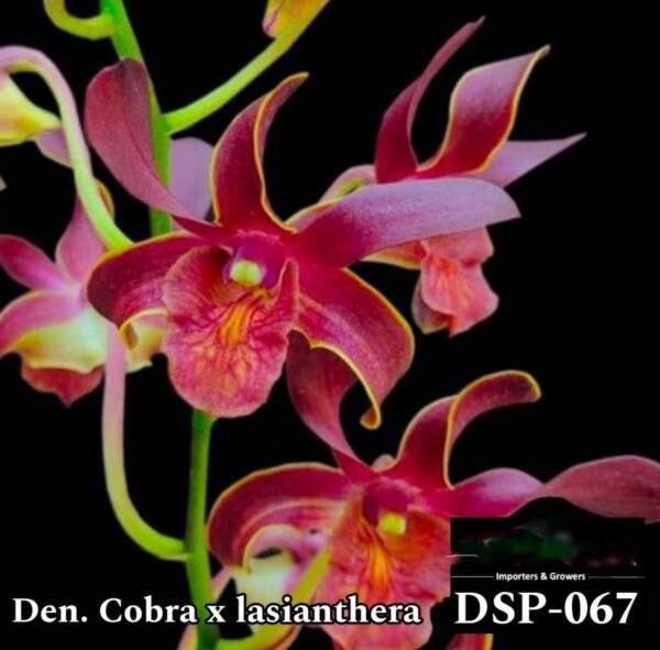 Dendrobium Miniature Orchid (DSP-067)