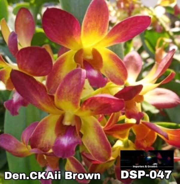 Dendrobium Orchid Miniature