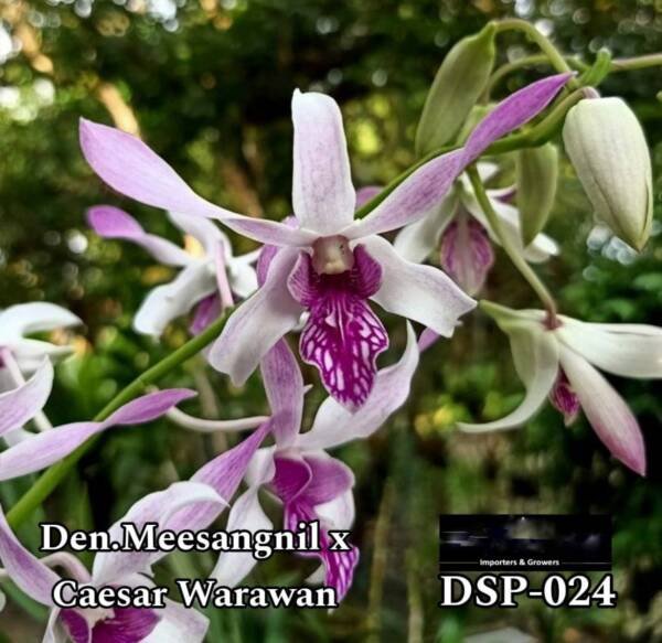 Dendrobium Miniature Orchid (DSP-024)